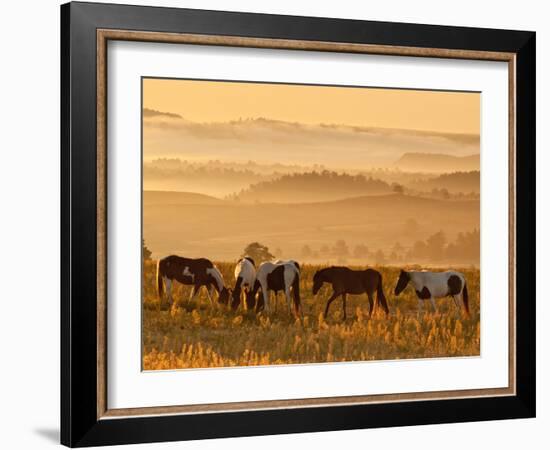 Paint Horses at Black Hills Wild Horse Sanctuary, South Dakota, Usa-Cathy & Gordon Illg-Framed Photographic Print