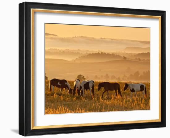Paint Horses at Black Hills Wild Horse Sanctuary, South Dakota, Usa-Cathy & Gordon Illg-Framed Photographic Print