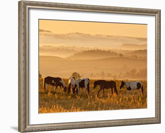 Paint Horses at Black Hills Wild Horse Sanctuary, South Dakota, Usa-Cathy & Gordon Illg-Framed Photographic Print