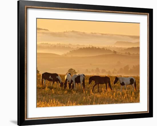 Paint Horses at Black Hills Wild Horse Sanctuary, South Dakota, Usa-Cathy & Gordon Illg-Framed Photographic Print