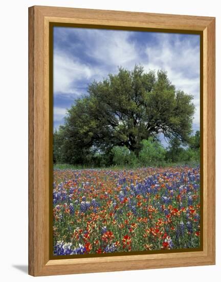 Paintbrush and Bluebonnets and Live Oak Tree, Marble Falls, Texas Hill Country, USA-Adam Jones-Framed Premier Image Canvas