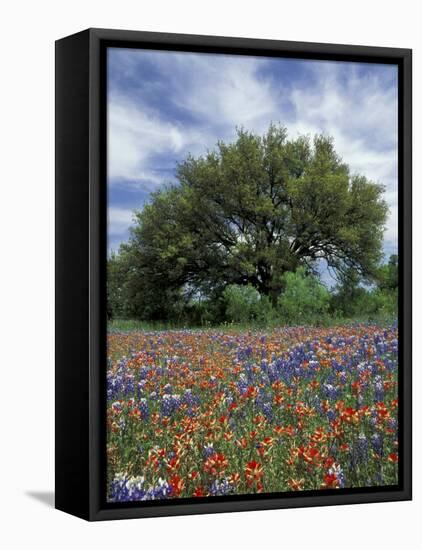 Paintbrush and Bluebonnets and Live Oak Tree, Marble Falls, Texas Hill Country, USA-Adam Jones-Framed Premier Image Canvas