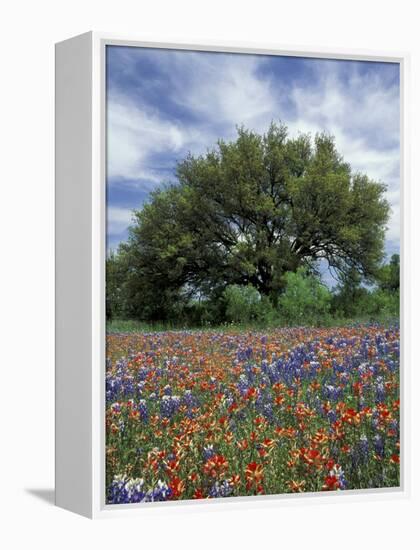 Paintbrush and Bluebonnets and Live Oak Tree, Marble Falls, Texas Hill Country, USA-Adam Jones-Framed Premier Image Canvas