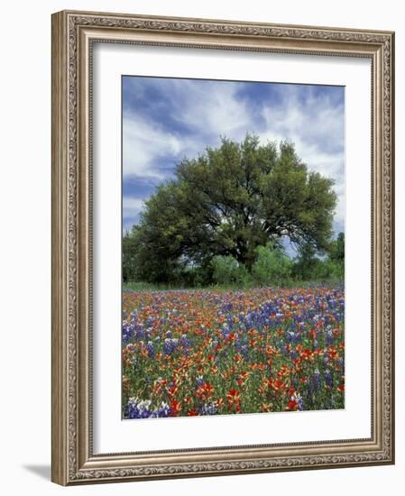 Paintbrush and Bluebonnets and Live Oak Tree, Marble Falls, Texas Hill Country, USA-Adam Jones-Framed Photographic Print