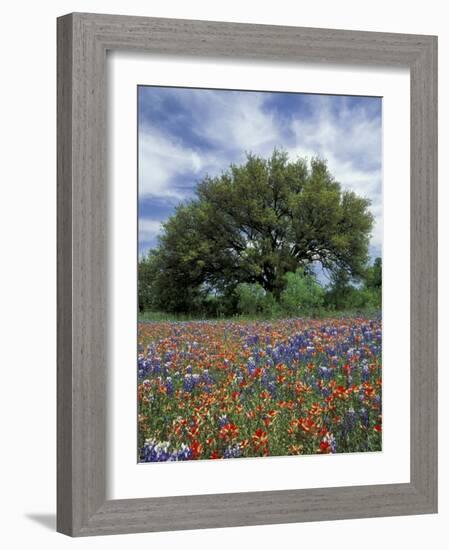 Paintbrush and Bluebonnets and Live Oak Tree, Marble Falls, Texas Hill Country, USA-Adam Jones-Framed Photographic Print