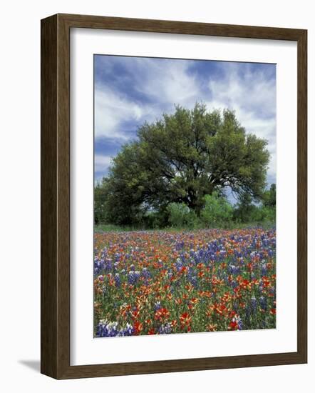 Paintbrush and Bluebonnets and Live Oak Tree, Marble Falls, Texas Hill Country, USA-Adam Jones-Framed Photographic Print