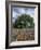 Paintbrush and Bluebonnets and Live Oak Tree, Marble Falls, Texas Hill Country, USA-Adam Jones-Framed Photographic Print