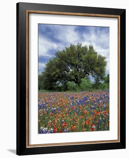 Paintbrush and Bluebonnets and Live Oak Tree, Marble Falls, Texas Hill Country, USA-Adam Jones-Framed Photographic Print