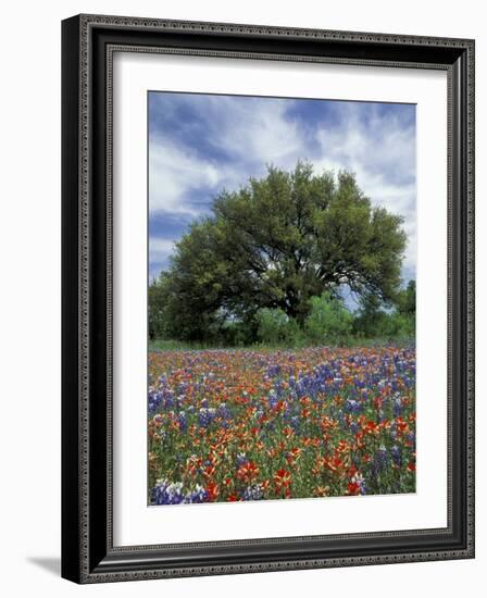 Paintbrush and Bluebonnets and Live Oak Tree, Marble Falls, Texas Hill Country, USA-Adam Jones-Framed Photographic Print