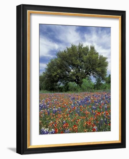 Paintbrush and Bluebonnets and Live Oak Tree, Marble Falls, Texas Hill Country, USA-Adam Jones-Framed Photographic Print