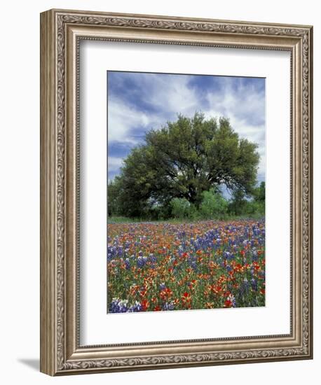 Paintbrush and Bluebonnets and Live Oak Tree, Marble Falls, Texas Hill Country, USA-Adam Jones-Framed Photographic Print