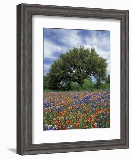 Paintbrush and Bluebonnets and Live Oak Tree, Marble Falls, Texas Hill Country, USA-Adam Jones-Framed Photographic Print