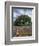 Paintbrush and Bluebonnets and Live Oak Tree, Marble Falls, Texas Hill Country, USA-Adam Jones-Framed Photographic Print