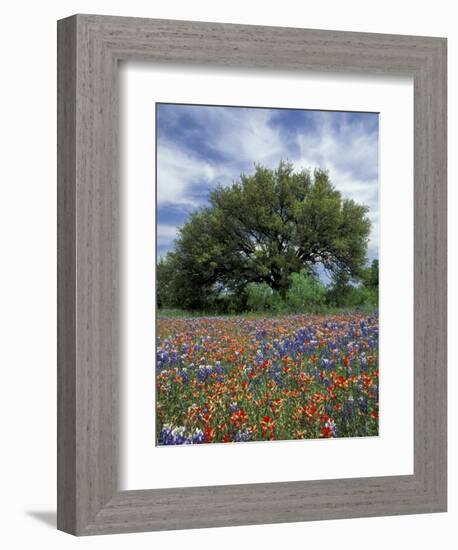 Paintbrush and Bluebonnets and Live Oak Tree, Marble Falls, Texas Hill Country, USA-Adam Jones-Framed Photographic Print