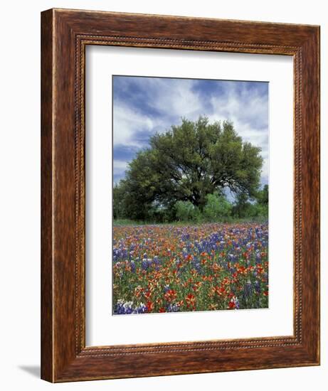 Paintbrush and Bluebonnets and Live Oak Tree, Marble Falls, Texas Hill Country, USA-Adam Jones-Framed Photographic Print