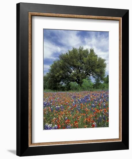 Paintbrush and Bluebonnets and Live Oak Tree, Marble Falls, Texas Hill Country, USA-Adam Jones-Framed Photographic Print