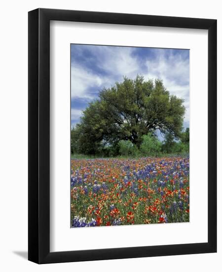 Paintbrush and Bluebonnets and Live Oak Tree, Marble Falls, Texas Hill Country, USA-Adam Jones-Framed Photographic Print