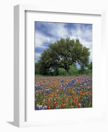 Paintbrush and Bluebonnets and Live Oak Tree, Marble Falls, Texas Hill Country, USA-Adam Jones-Framed Photographic Print