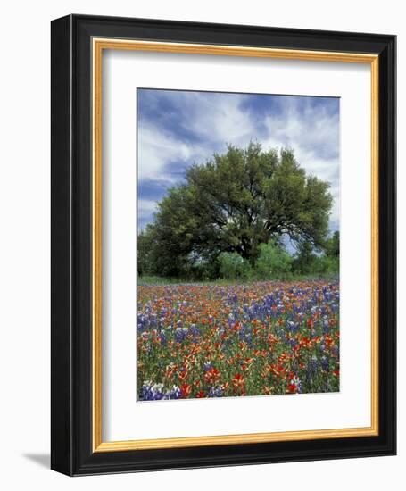 Paintbrush and Bluebonnets and Live Oak Tree, Marble Falls, Texas Hill Country, USA-Adam Jones-Framed Photographic Print