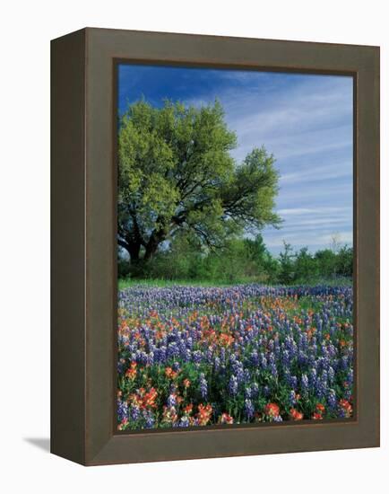 Paintbrush and Bluebonnets, Hill Country, Texas, USA-Adam Jones-Framed Premier Image Canvas