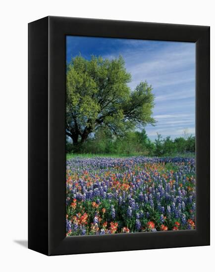 Paintbrush and Bluebonnets, Hill Country, Texas, USA-Adam Jones-Framed Premier Image Canvas