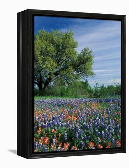 Paintbrush and Bluebonnets, Hill Country, Texas, USA-Adam Jones-Framed Premier Image Canvas