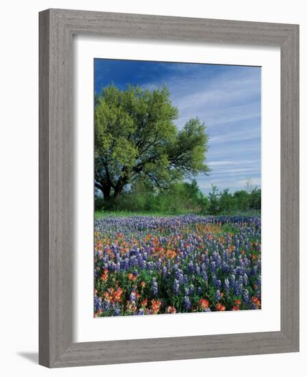 Paintbrush and Bluebonnets, Hill Country, Texas, USA-Adam Jones-Framed Photographic Print