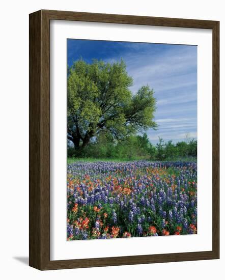 Paintbrush and Bluebonnets, Hill Country, Texas, USA-Adam Jones-Framed Photographic Print