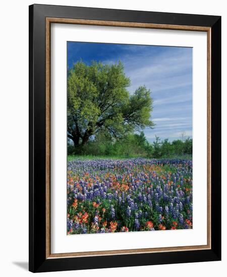 Paintbrush and Bluebonnets, Hill Country, Texas, USA-Adam Jones-Framed Photographic Print