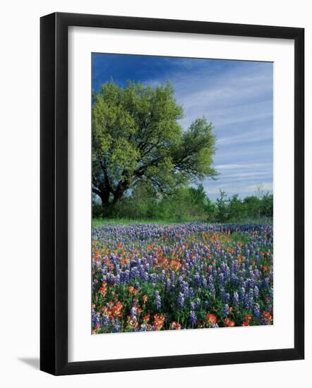 Paintbrush and Bluebonnets, Hill Country, Texas, USA-Adam Jones-Framed Photographic Print