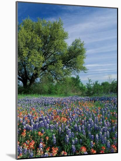 Paintbrush and Bluebonnets, Hill Country, Texas, USA-Adam Jones-Mounted Photographic Print