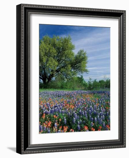 Paintbrush and Bluebonnets, Hill Country, Texas, USA-Adam Jones-Framed Photographic Print