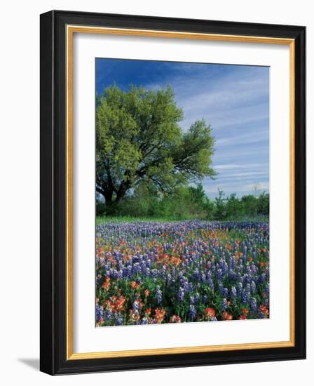 Paintbrush and Bluebonnets, Hill Country, Texas, USA-Adam Jones-Framed Photographic Print