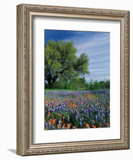 Paintbrush and Bluebonnets, Hill Country, Texas, USA-Adam Jones-Framed Photographic Print