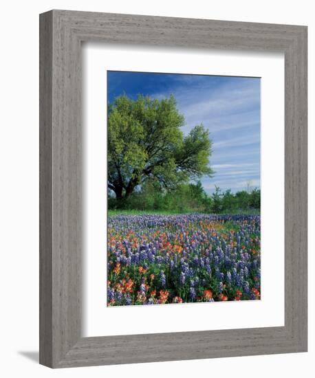 Paintbrush and Bluebonnets, Hill Country, Texas, USA-Adam Jones-Framed Photographic Print