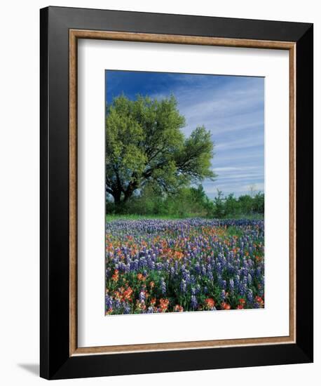 Paintbrush and Bluebonnets, Hill Country, Texas, USA-Adam Jones-Framed Photographic Print