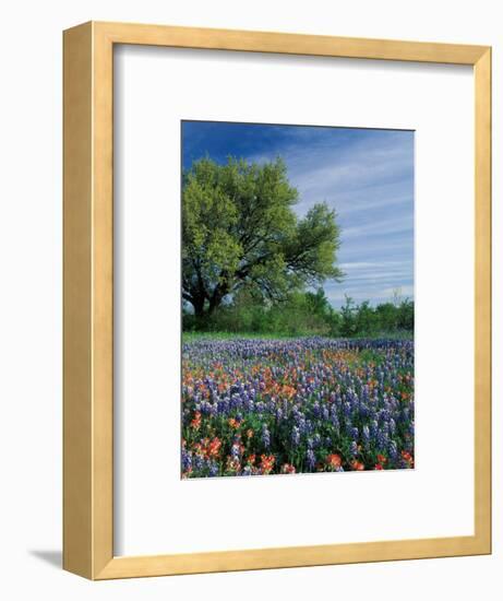 Paintbrush and Bluebonnets, Hill Country, Texas, USA-Adam Jones-Framed Photographic Print