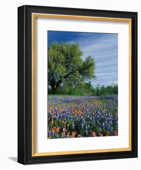 Paintbrush and Bluebonnets, Hill Country, Texas, USA-Adam Jones-Framed Photographic Print