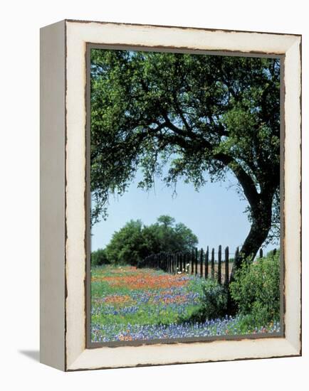 Paintbrush and Bluebonnets, Texas Hill Country, Texas, USA-Adam Jones-Framed Premier Image Canvas