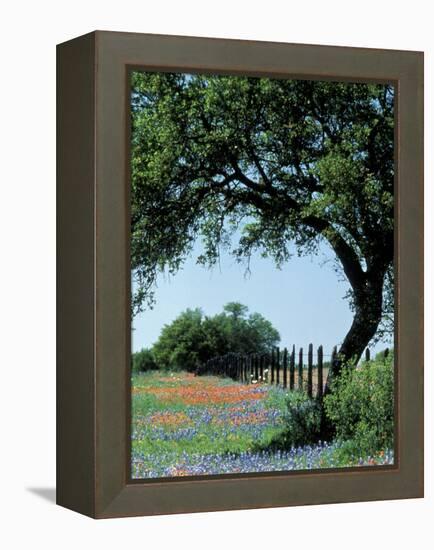 Paintbrush and Bluebonnets, Texas Hill Country, Texas, USA-Adam Jones-Framed Premier Image Canvas