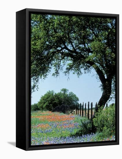 Paintbrush and Bluebonnets, Texas Hill Country, Texas, USA-Adam Jones-Framed Premier Image Canvas