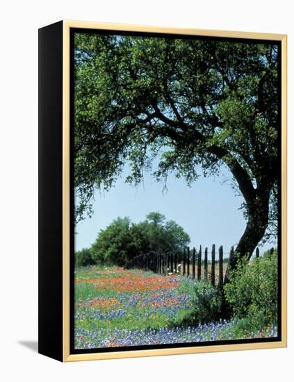 Paintbrush and Bluebonnets, Texas Hill Country, Texas, USA-Adam Jones-Framed Premier Image Canvas