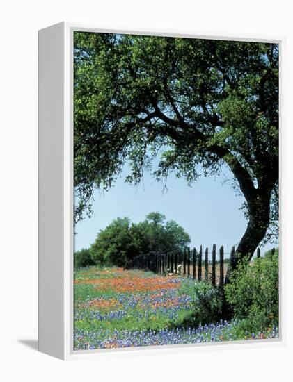 Paintbrush and Bluebonnets, Texas Hill Country, Texas, USA-Adam Jones-Framed Premier Image Canvas