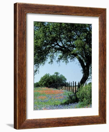 Paintbrush and Bluebonnets, Texas Hill Country, Texas, USA-Adam Jones-Framed Photographic Print