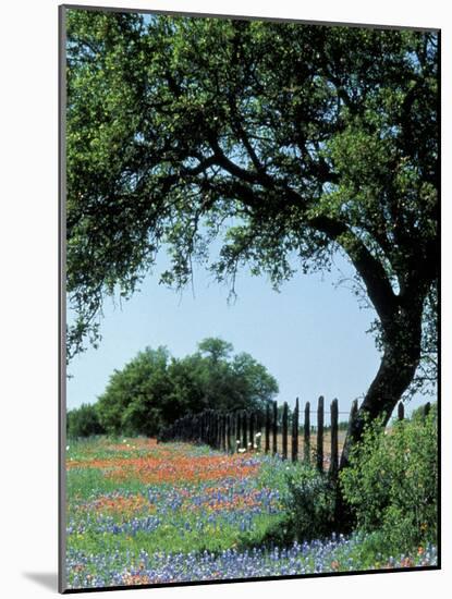 Paintbrush and Bluebonnets, Texas Hill Country, Texas, USA-Adam Jones-Mounted Photographic Print
