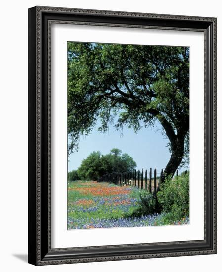 Paintbrush and Bluebonnets, Texas Hill Country, Texas, USA-Adam Jones-Framed Photographic Print