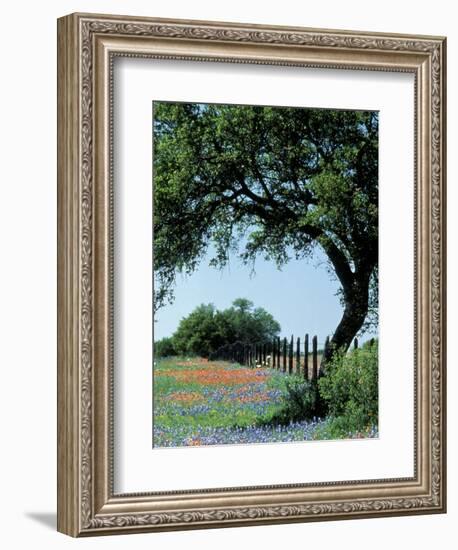 Paintbrush and Bluebonnets, Texas Hill Country, Texas, USA-Adam Jones-Framed Photographic Print