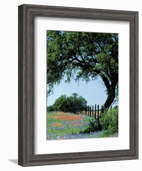 Paintbrush and Bluebonnets, Texas Hill Country, Texas, USA-Adam Jones-Framed Photographic Print