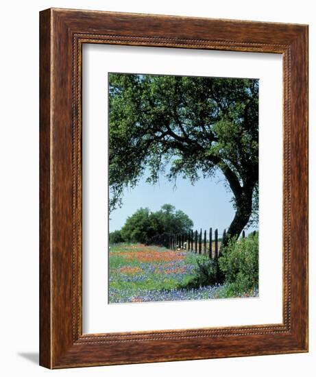 Paintbrush and Bluebonnets, Texas Hill Country, Texas, USA-Adam Jones-Framed Photographic Print