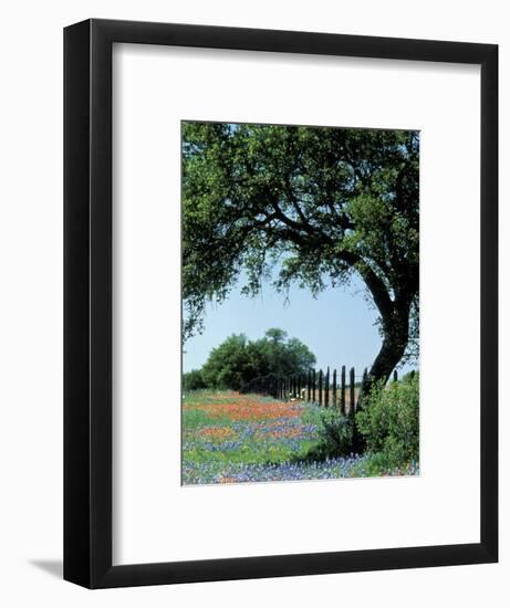 Paintbrush and Bluebonnets, Texas Hill Country, Texas, USA-Adam Jones-Framed Photographic Print